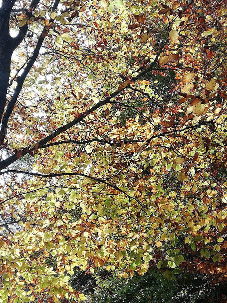 Promenades d'automne...