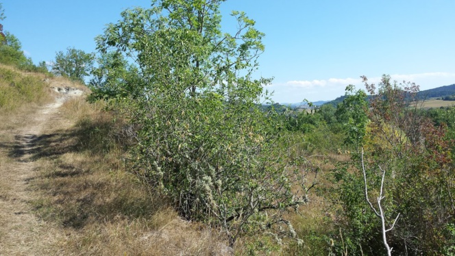 Un air de Provence en Haute-Loire, moi qui voulais aller au Sud...