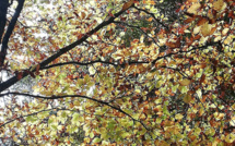 Promenades d'automne... Promenades d'automne...